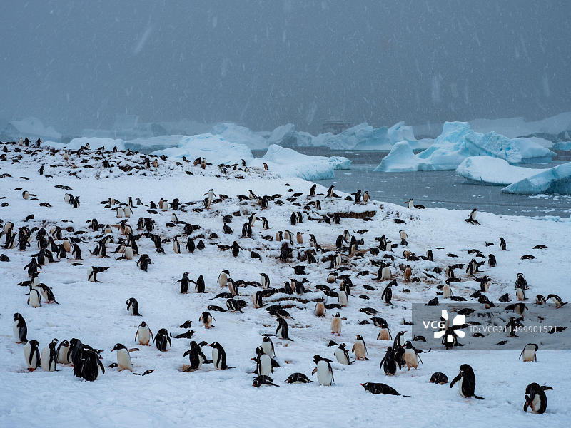 巴布亚企鹅在南极库佛维尔岛筑巢图片素材