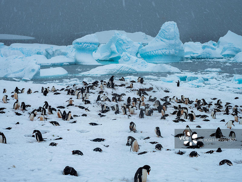 巴布亚企鹅在南极库佛维尔岛筑巢图片素材
