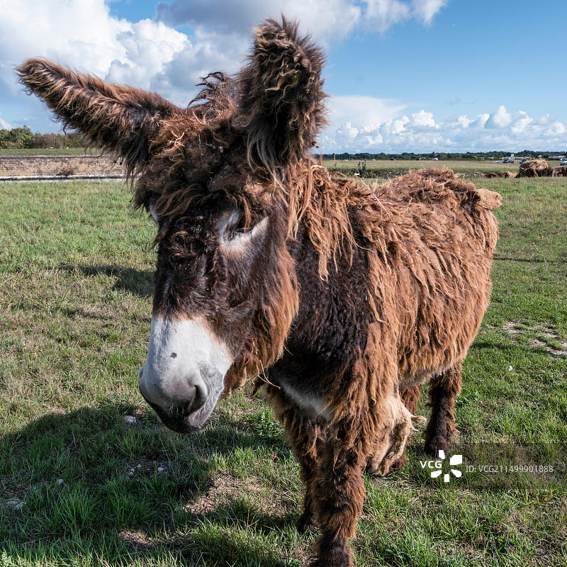 圣马丁德雷岛驴，雷岛，新阿基坦大区，法国西海岸，法国图片素材