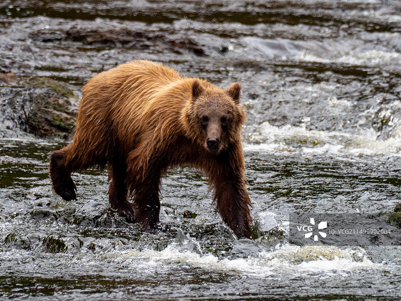 棕熊在阿拉斯加东南部的一条河里捕捞鲑鱼图片素材