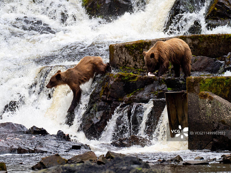 棕熊在阿拉斯加东南部的一条河里捕捞鲑鱼图片素材