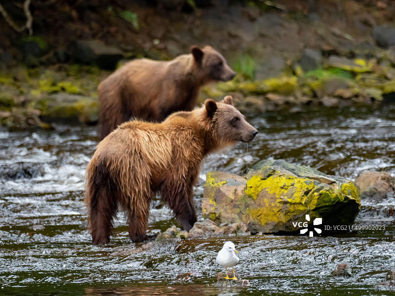 棕熊在阿拉斯加东南部的一条河里捕捞鲑鱼图片素材