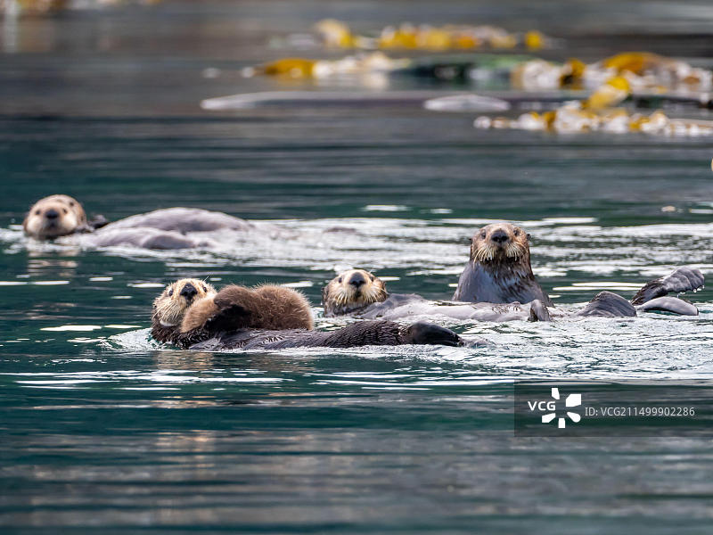 美国阿拉斯加州东南海带森林中的海獭群图片素材