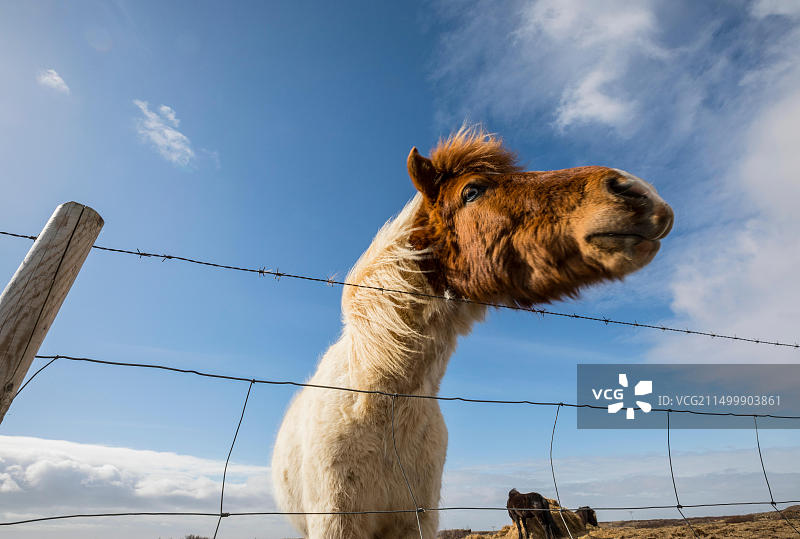 带刺铁丝网围栏旁的冰岛马图片素材