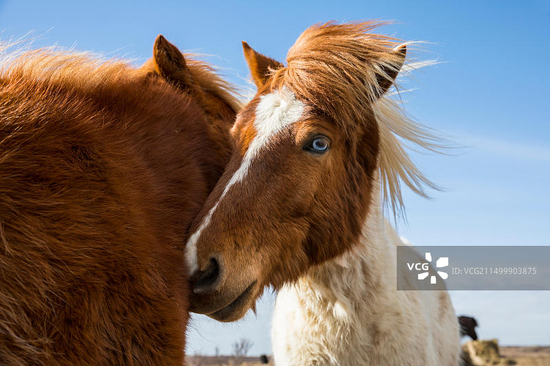 两匹棕色的冰岛马特写图片素材