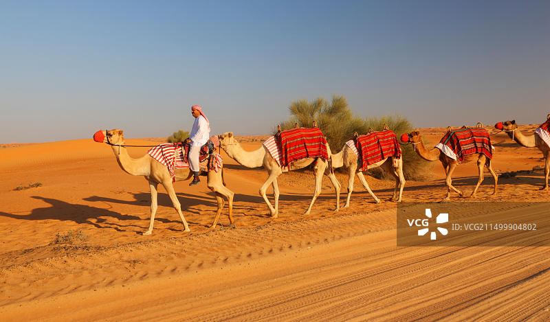 迪拜沙漠中贝都因人前方的骆驼队图片素材