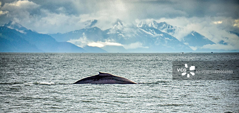 阿拉斯加观鲸旅游目的地图片素材