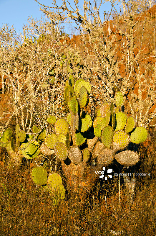 刺梨仙人掌和无叶圣 palo 树，拉比达岛，加拉帕戈斯群岛，厄瓜多尔图片素材