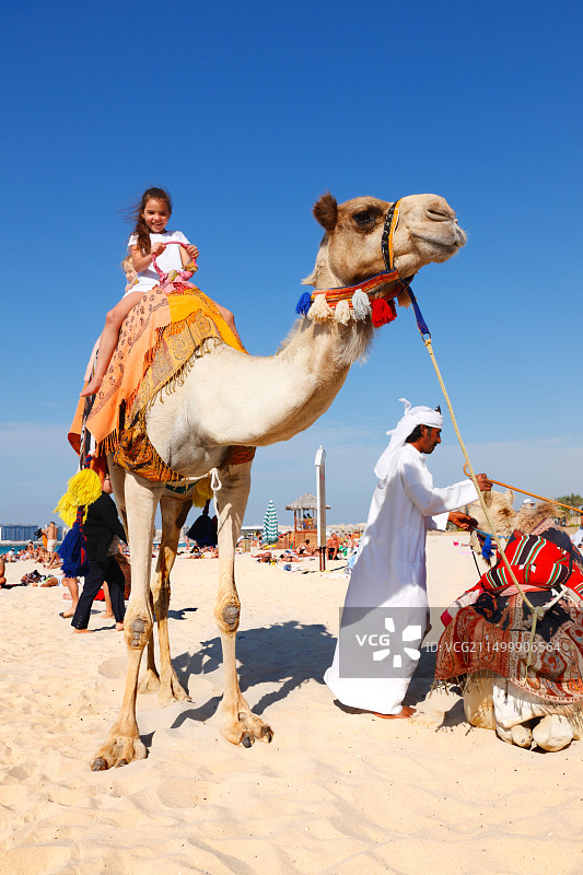 迪拜朱美拉海滩上的骆驼图片素材