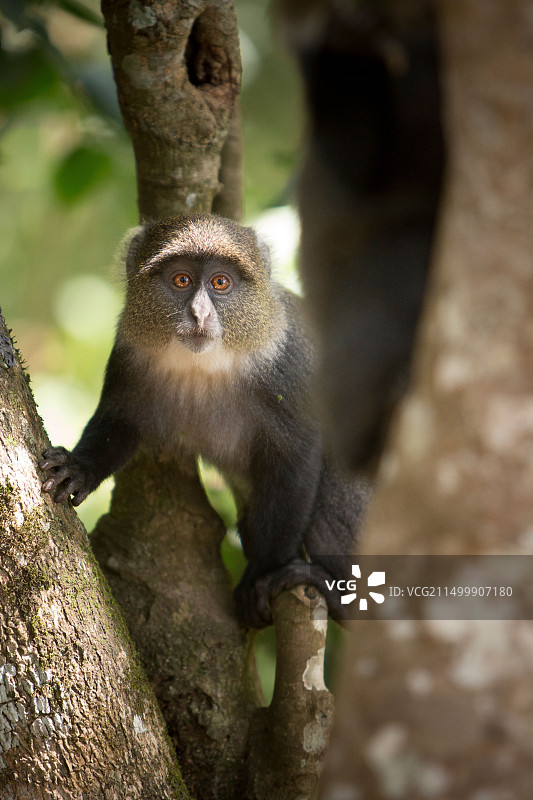 坦桑尼亚阿鲁沙国家公园的蓝猴图片素材