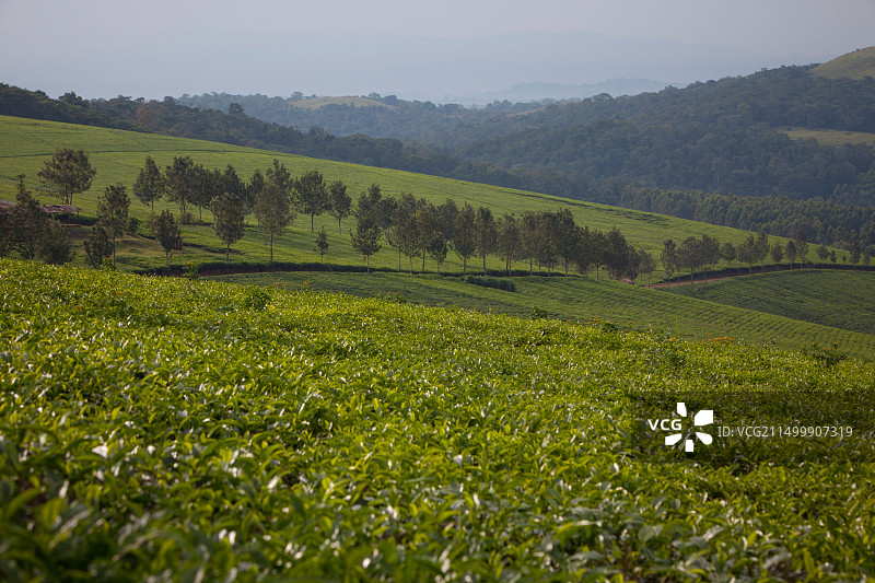 乌干达卡巴罗莱地区的茶田图片素材