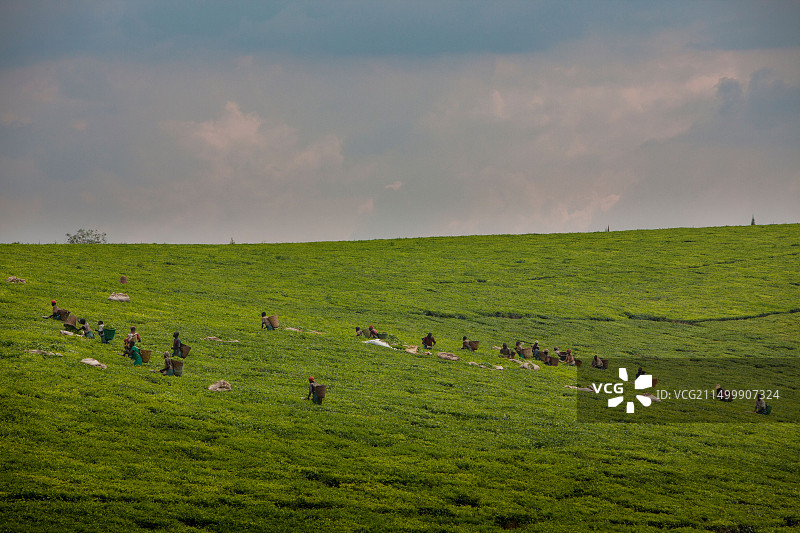 乌干达卡巴罗莱地区的茶田图片素材