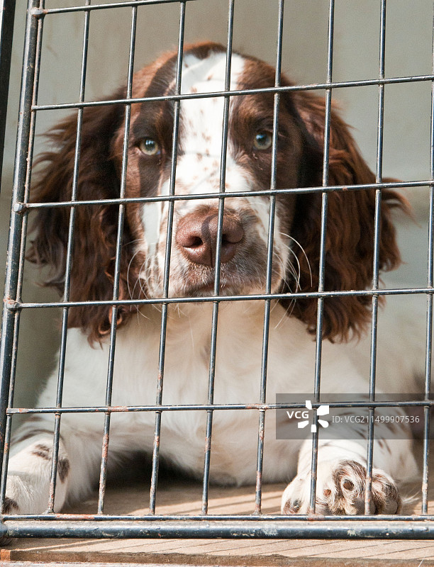 英国激飞猎犬：十六周大的幼犬坐在车内旅行笼中图片素材