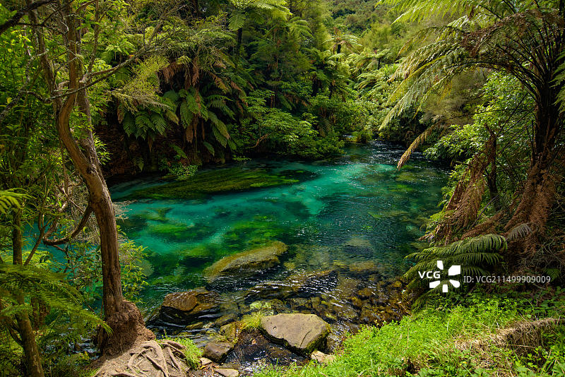 蓝色泉水，新西兰最干净的河流，怀卡托图片素材