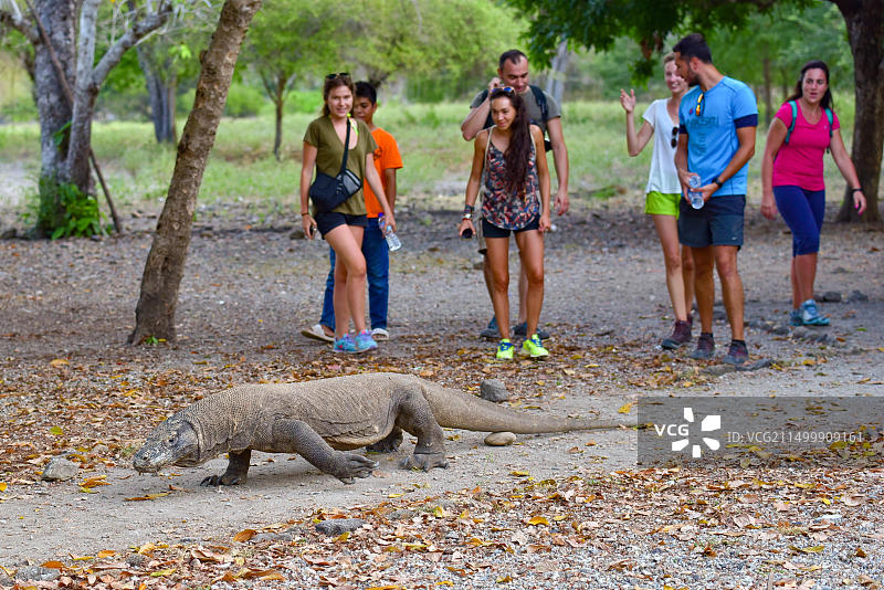科莫多国家公园的科莫多巨蜥图片素材