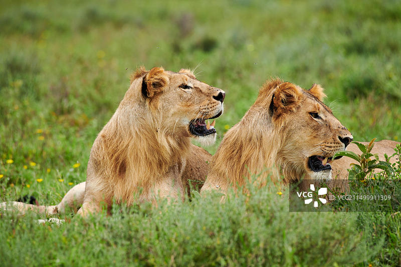 坦桑尼亚塞伦盖蒂国家公园的雄狮图片素材