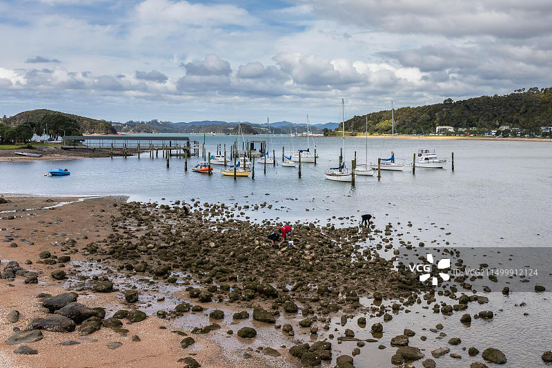 人们在新西兰派希亚海岸捡贻贝（2019年9月）图片素材