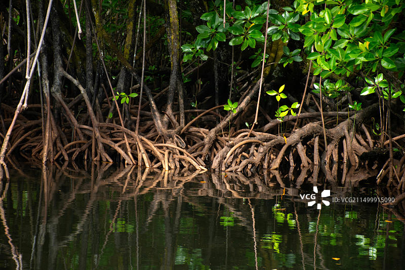 红树林的根，波纳佩岛，密克罗尼西亚联邦图片素材