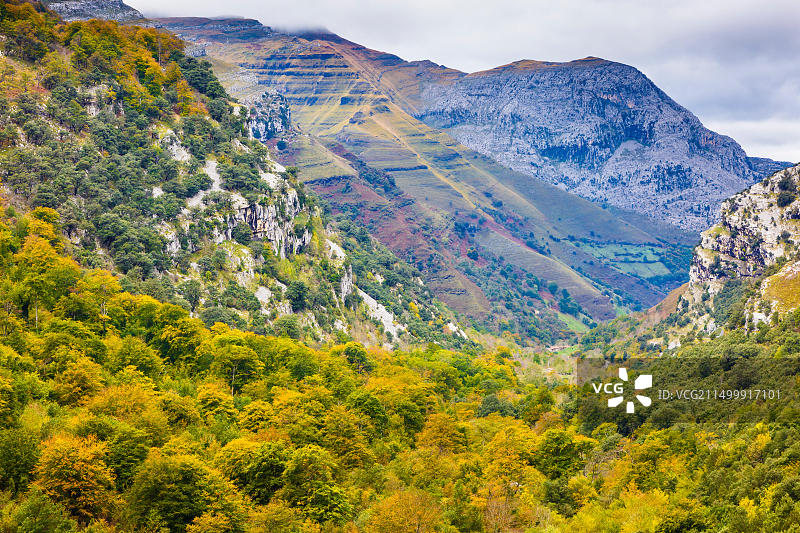 秋天的山毛榉森林景观图片素材