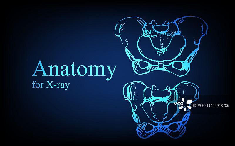 X光视图人体解剖图片素材