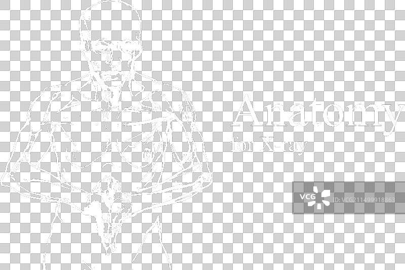 X光视图人体解剖图片素材