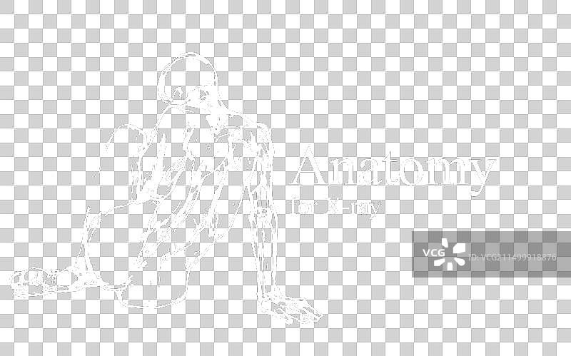 X光视图人体解剖图片素材