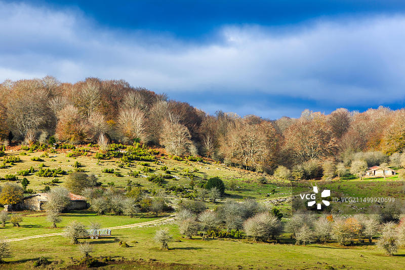 山毛榉林地和牧场，乌尔瓦萨-安迪亚自然公园，西班牙纳瓦拉图片素材