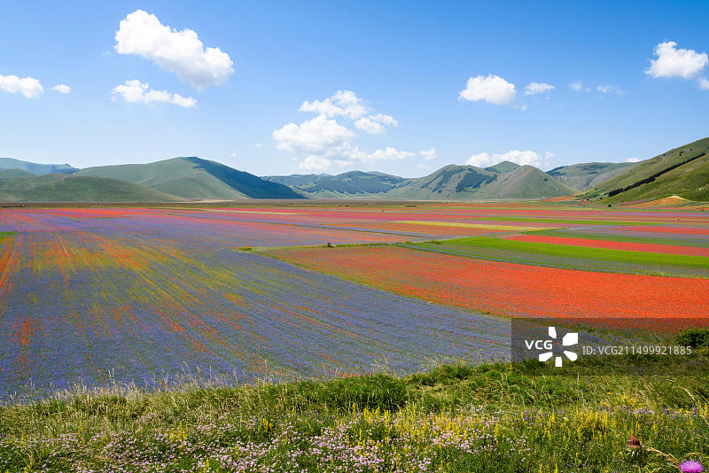 意大利翁布里亚诺尔恰卡斯特卢乔锡比利尼山脉的盛开田野图片素材
