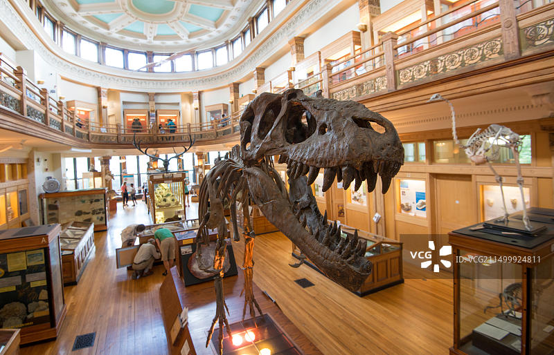 在加拿大的魁北克蒙特利尔的家庭乐趣：Redpath博物馆的恐龙化石影像图片素材