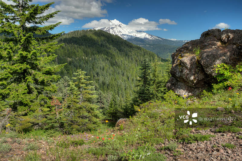 俄勒冈州杰斐逊山附近的野花图片素材
