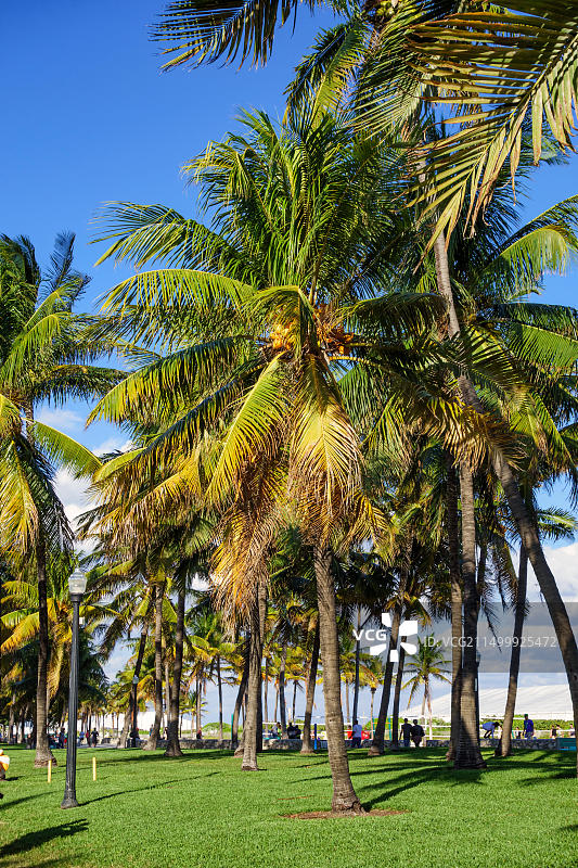 美国佛罗里达州迈阿密南海滩拉姆斯公园的棕榈树图片素材