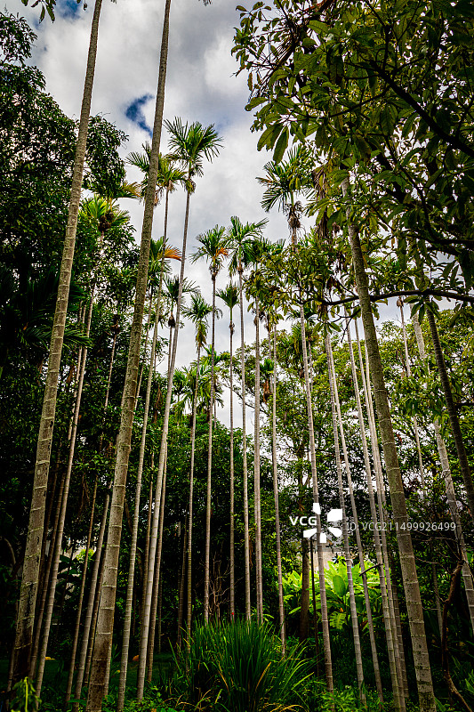 槟榔树图片素材