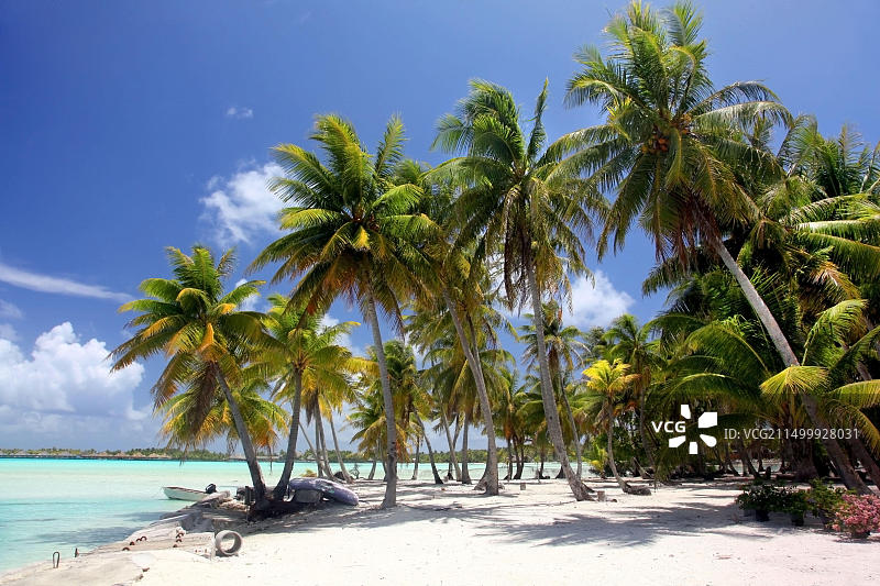 法属波利尼西亚波拉波拉岛的热带海滩与棕榈树图片素材