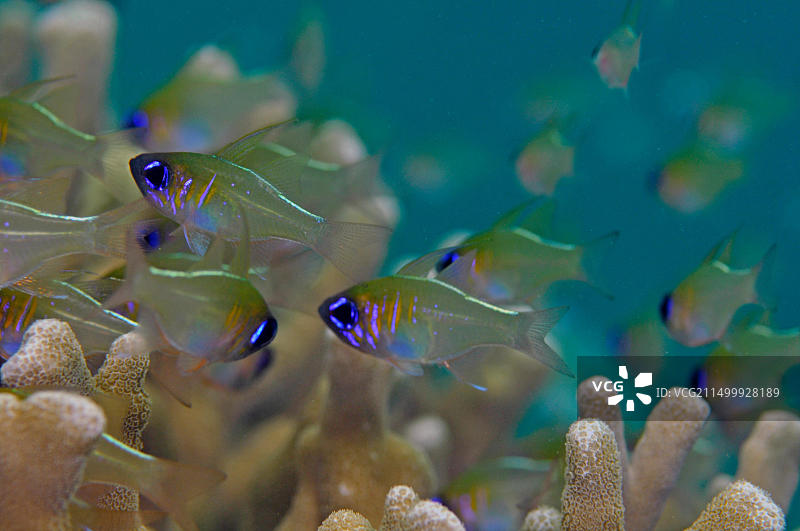 长棘天竺鲷，位于密克罗尼西亚联邦波纳佩岛纳岛图片素材