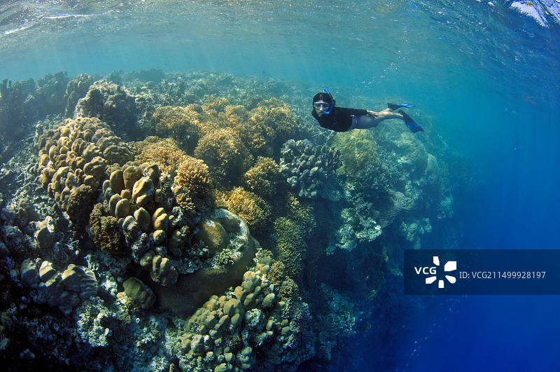浮潜者欣赏原始的珊瑚礁，地点：密克罗尼西亚联邦波纳佩岛图片素材