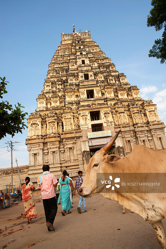 奶牛在印度卡纳塔克邦亨比的市集街上自由行走，背景是维鲁帕克沙神庙图片素材