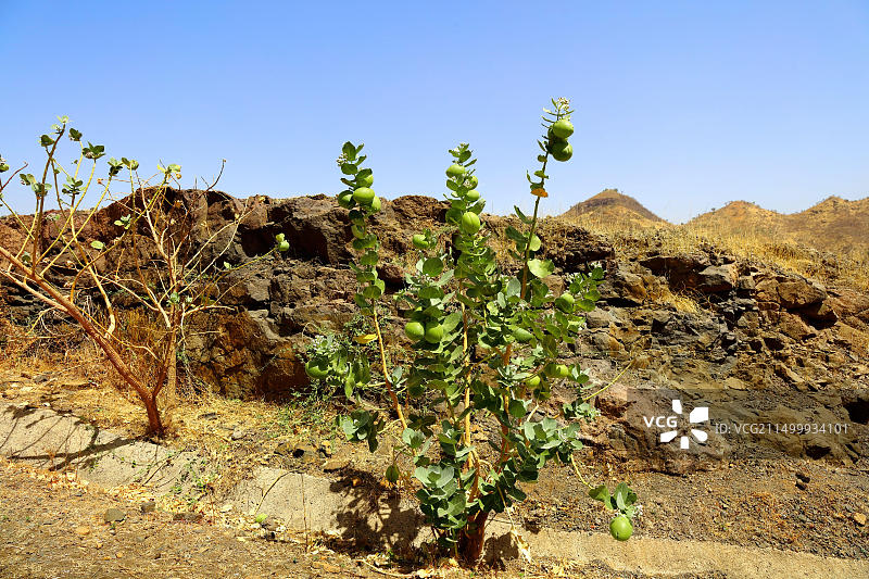 埃塞俄比亚提格雷地区干旱路边生长的苹果树图片素材