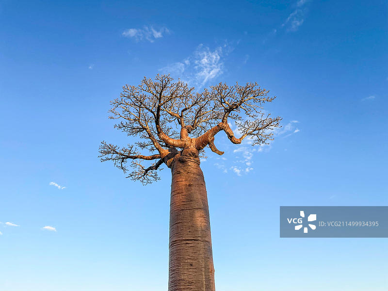 马达加斯加猴面包树大道图片素材