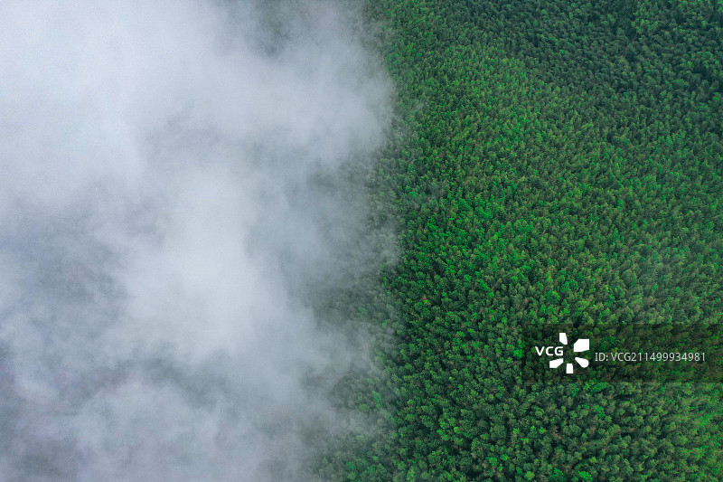 宜兴竹海图片素材