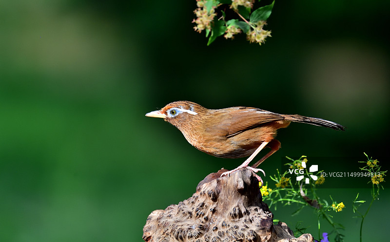 画眉鸟图片素材