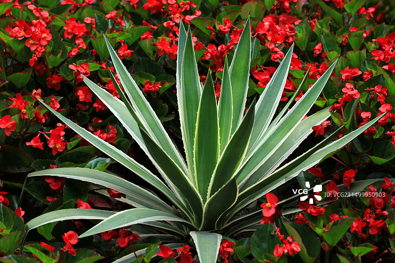 公园绿化带的龙舌兰图片素材