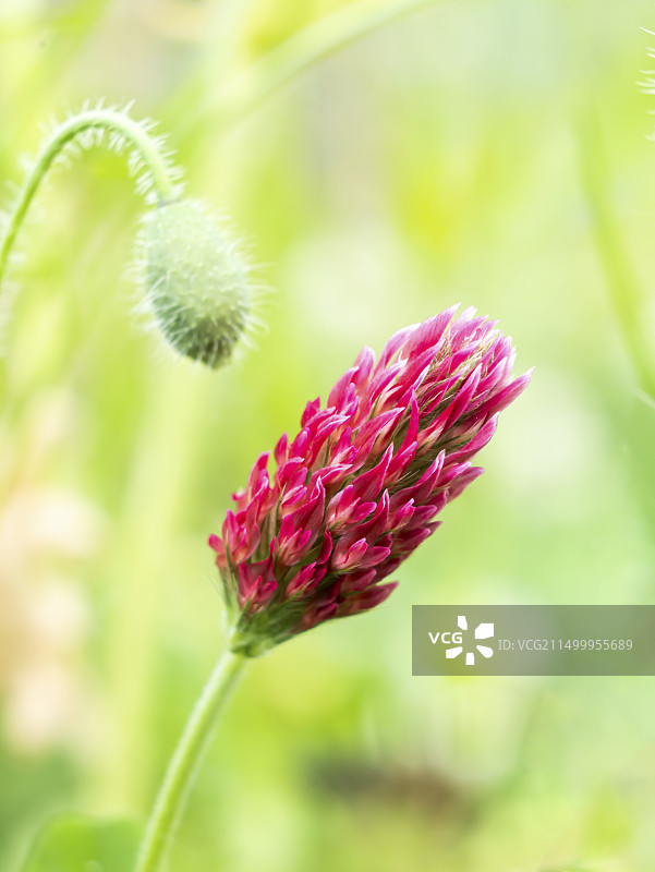 绛车轴草图片素材