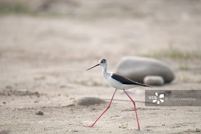 长脚鹬图片素材