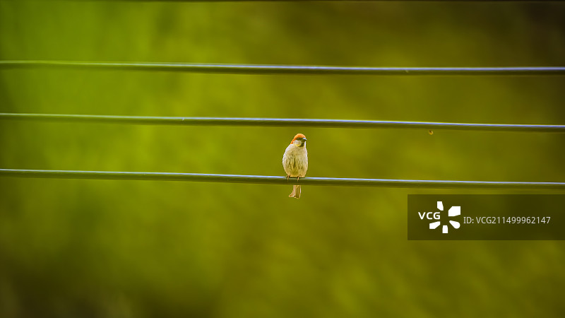 鸟栖息在缆绳上麻雀的特写镜头图片素材