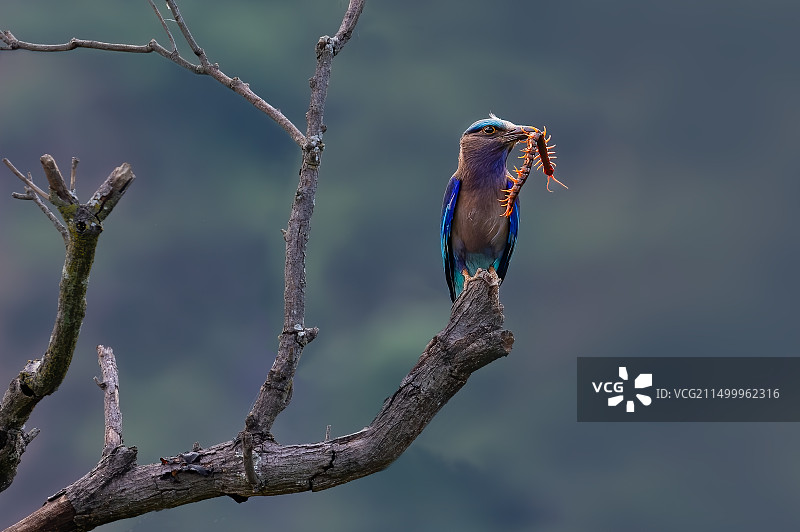 棕胸佛法僧图片素材