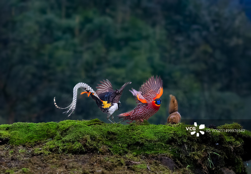 三国混战白腹锦鸡 红腹角雉 红松鼠混战图片素材