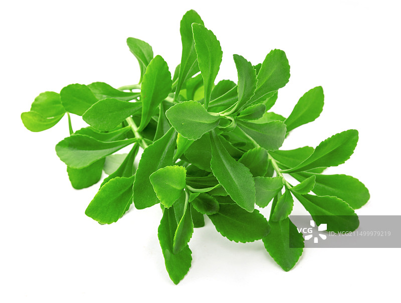 三七田七嫩叶图片素材