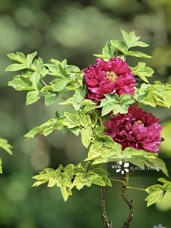 《牡丹花》粉红色开花植物特写镜头图片素材