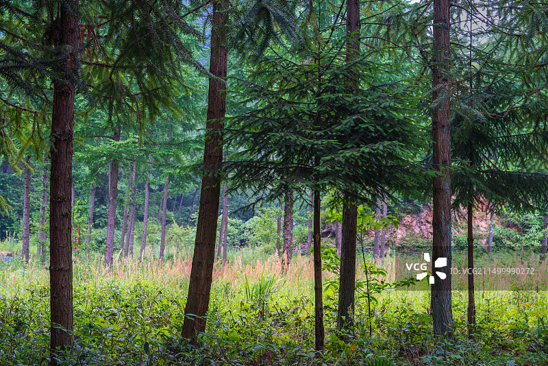 宜昌大老岭国家森林公园杉木林图片素材