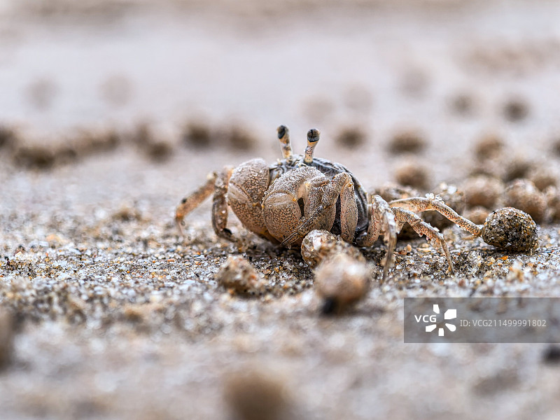 沙滩上可爱的小螃蟹图片素材